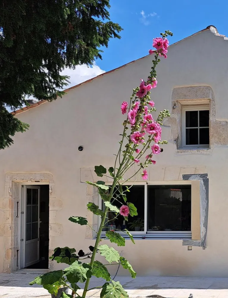 rose-tremière-façade-charentaise